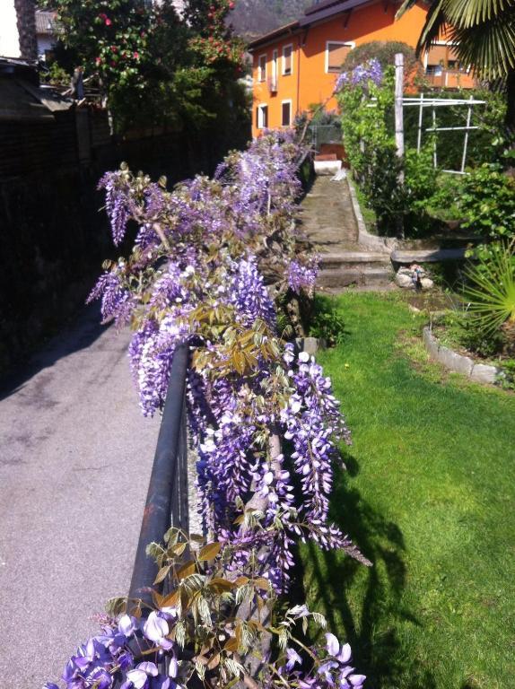 B&B Villa Dei Pini Cannobio Exterior foto